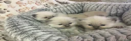 Ragdoll cats for sale: Stunning Bluepoint kittens for Sale  - Advert 6