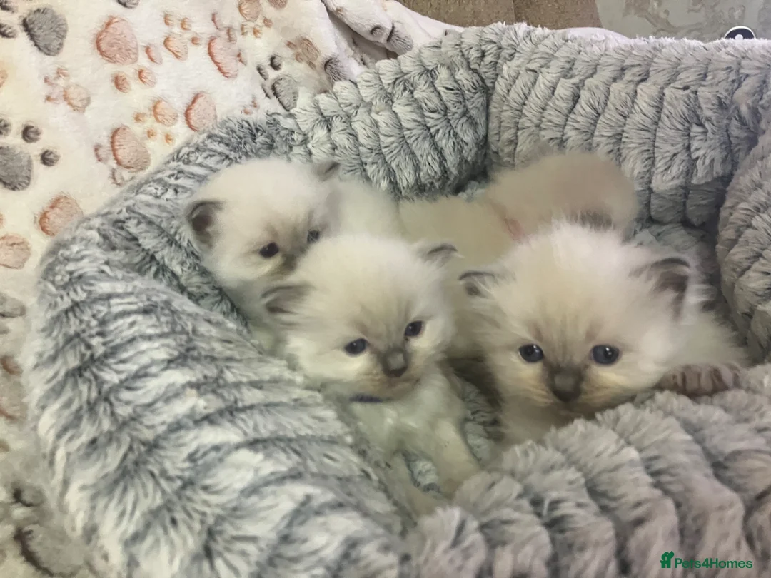 Ragdoll cats for sale: Stunning Bluepoint kittens for Sale  - Advert 6