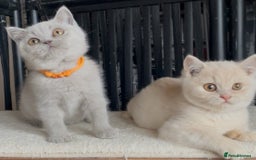 British Shorthair cats for sale: Beautiful BSH kittens  - Image 2