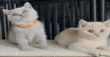 British Shorthair cats - Advert 12