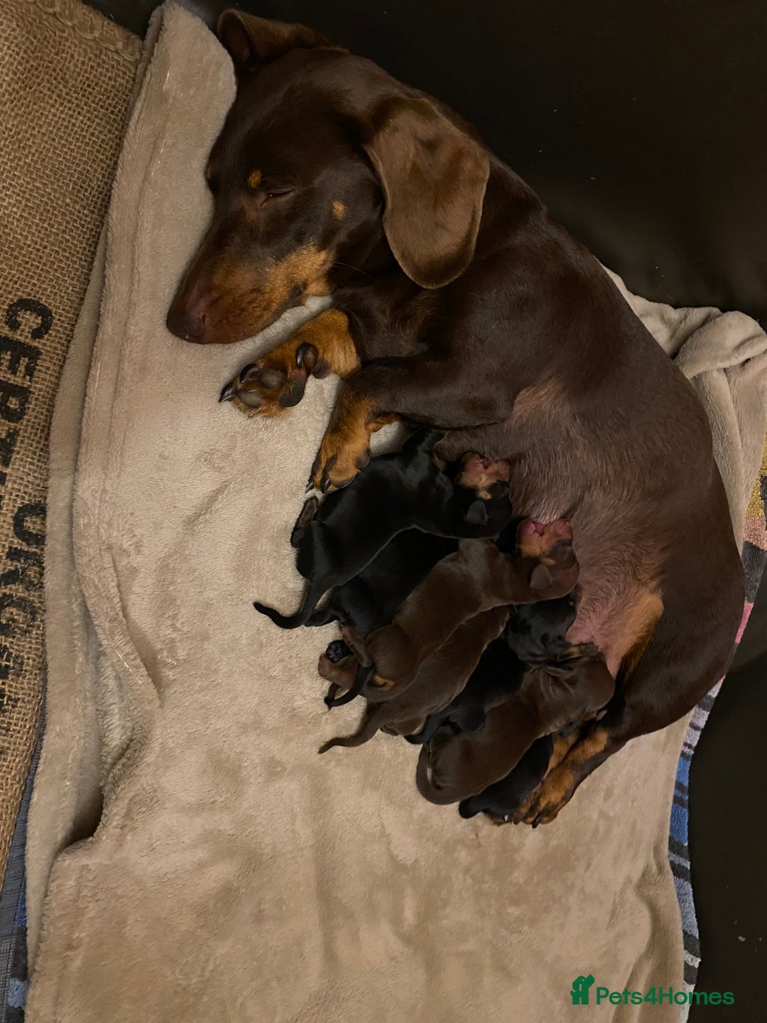 Dachshund dogs for sale: Miniature Dachshund Puppies ⭐️one male left  ⭐️ - Advert 29