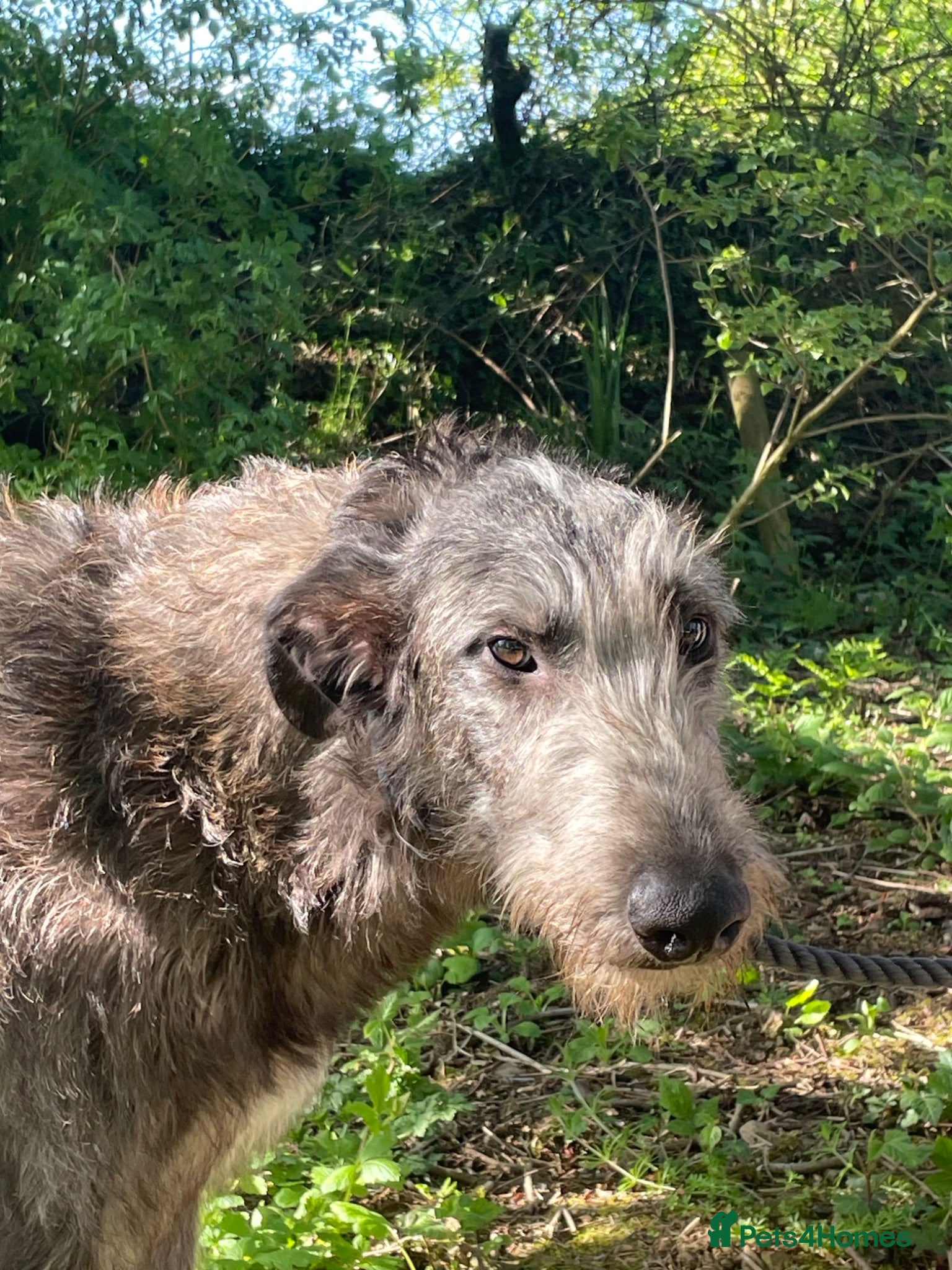 Deerhound dogs KC Reg Scottish Deerhound Puppy - Advert 7