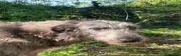 Deerhound dogs for sale: KC Reg Scottish Deerhound Puppy - Advert 1