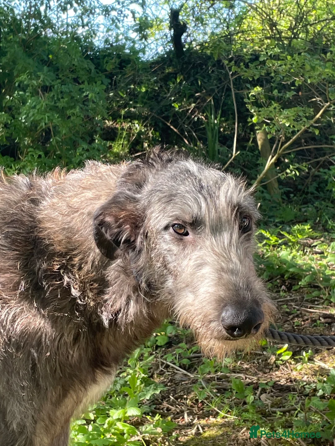Deerhound dogs for sale: KC Reg Scottish Deerhound Puppy - Advert 1