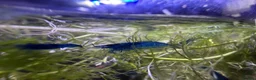Shrimps fish for sale: Blue velvet shrimp neocaridina in Thornton Heath - Advert 4