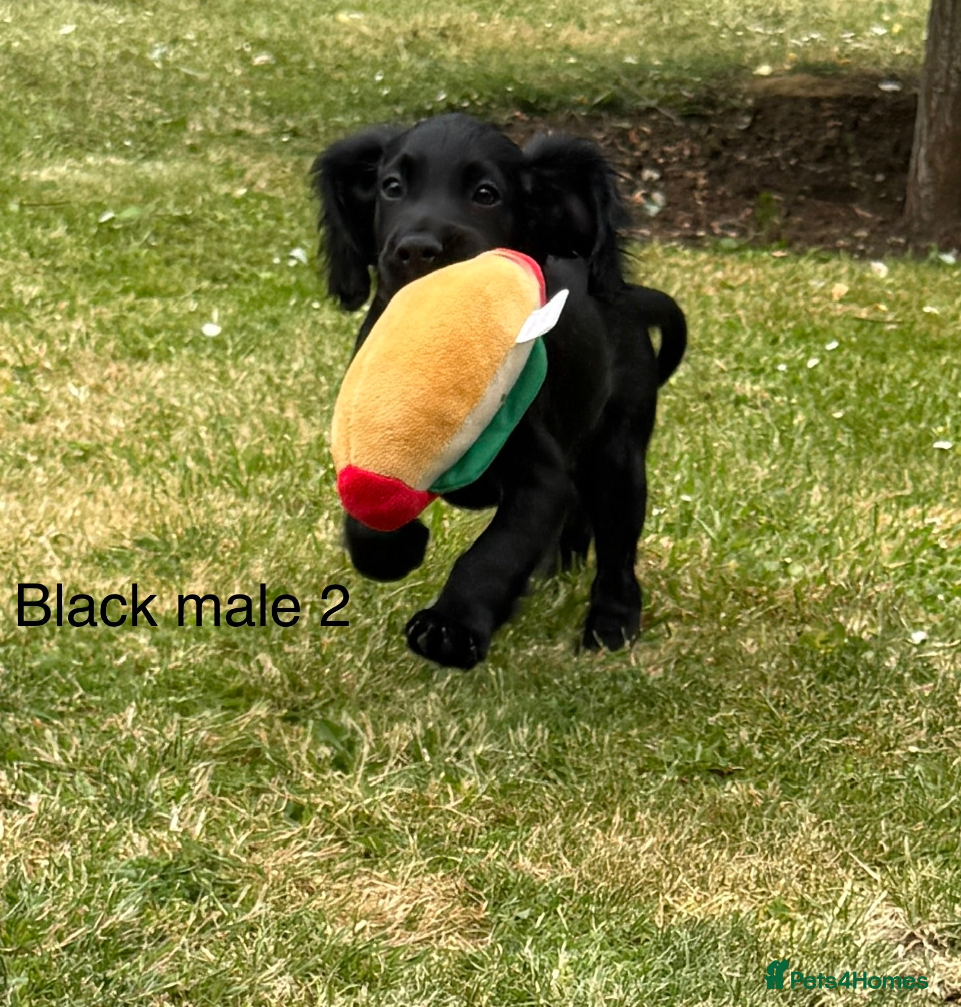 Cocker Spaniel dogs for sale: Beautiful cocker spaniel puppies *3 left* - Advert 14