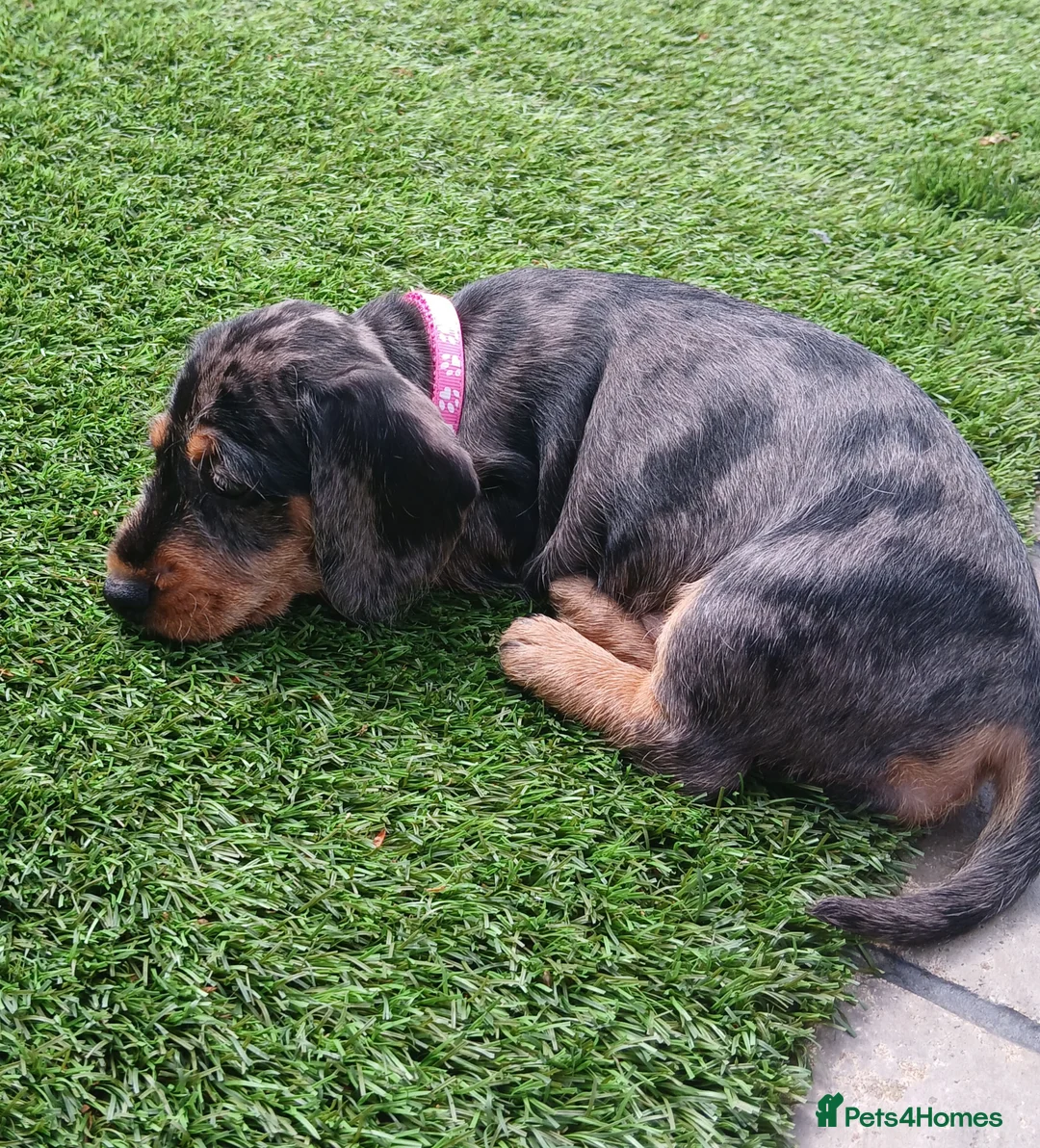 Miniature Dachshund dogs for sale: Wirehaired Dachshund - silver dapple - Advert 2