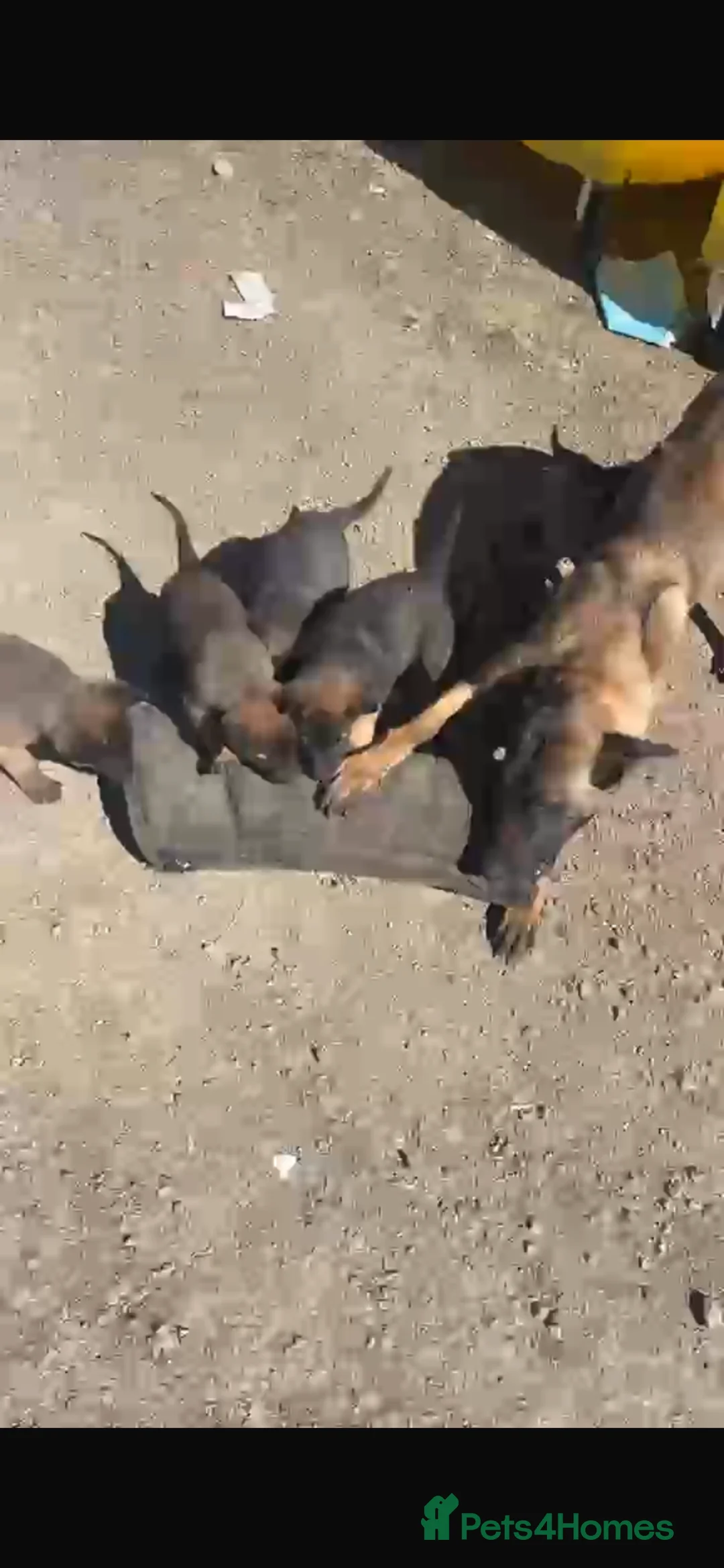 Mixed Breed dogs for sale: Mali x Shepherd puppies. 4 boys & 1 girl.  in Southam - Advert 2