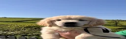 Golden Retriever dogs for sale: 👉👉Fully health tested parents!! 👈👈 - Advert 13