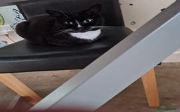 Domestic Shorthair cats for sale: Excellent home wanted for my cats - Image 2