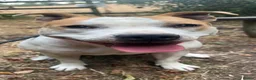 Mixed Breed dogs for sale: Indie in Nottingham - Advert 2