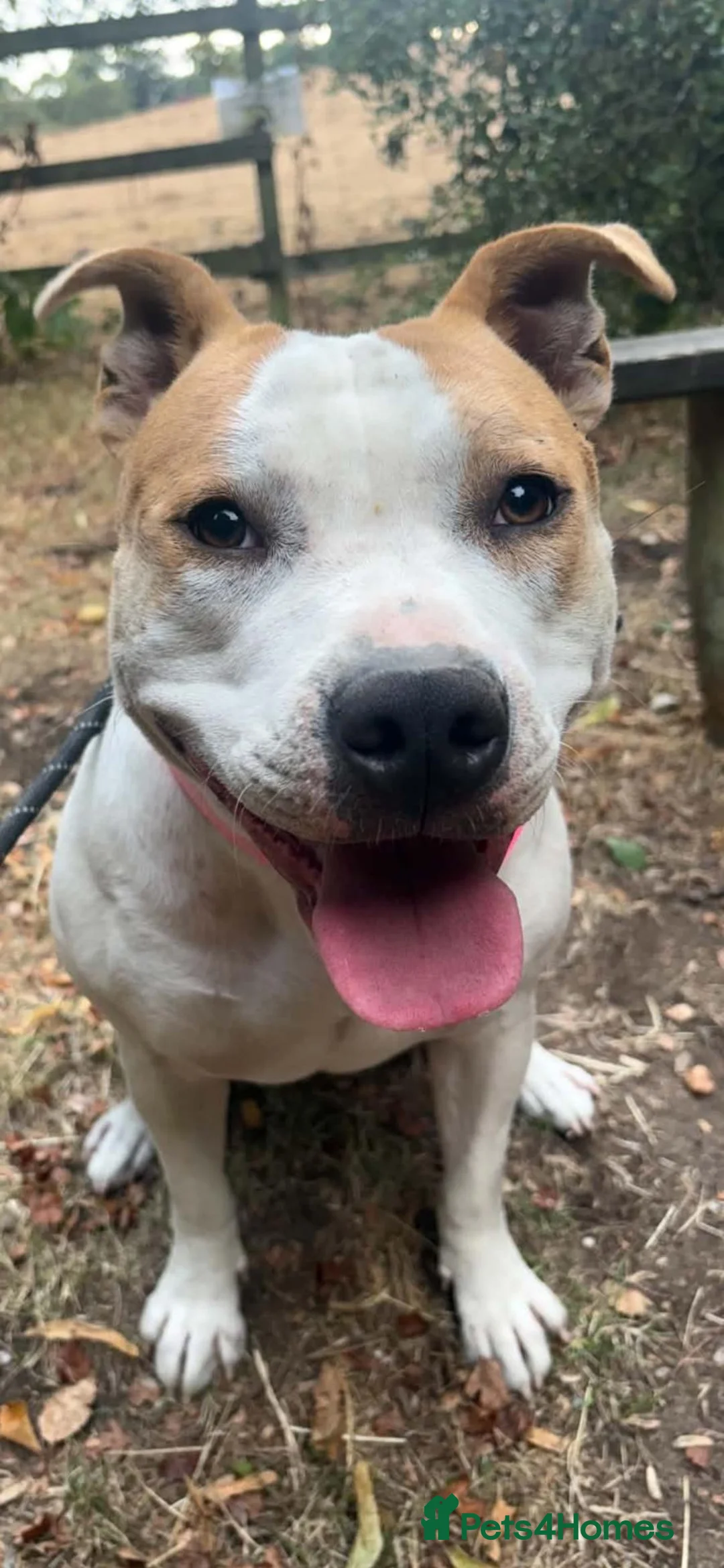 Mixed Breed dogs for sale: Indie in Nottingham - Advert 2