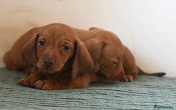 Miniature Dachshund dogs for sale: Mini smooth dachshunds  - Image 11