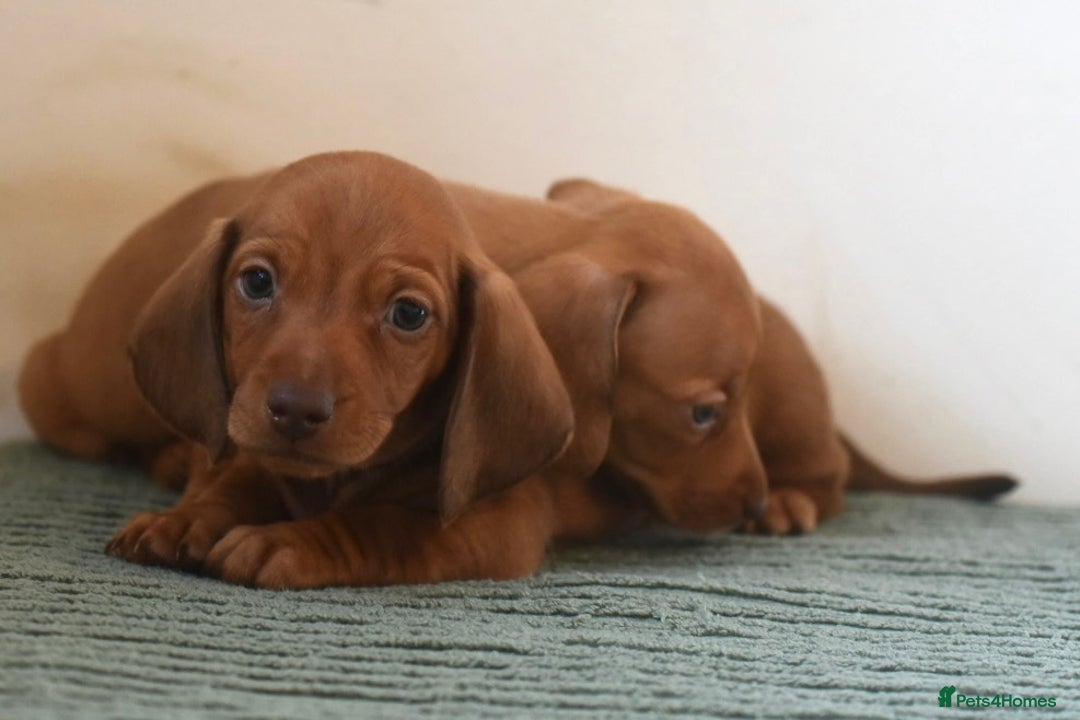 Miniature Dachshund dogs for sale: Mini smooth dachshunds  - Image 11