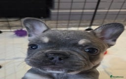 French Bulldog dogs for sale: 3x beautiful girl french bulldog puppies  - Advert 7