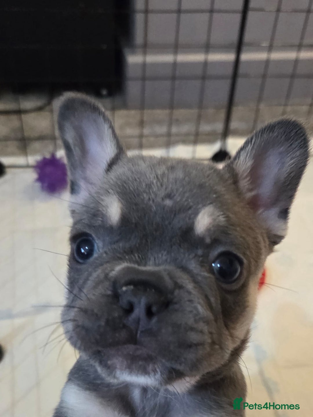 French Bulldog dogs for sale: 3x beautiful girl french bulldog puppies  - Advert 7