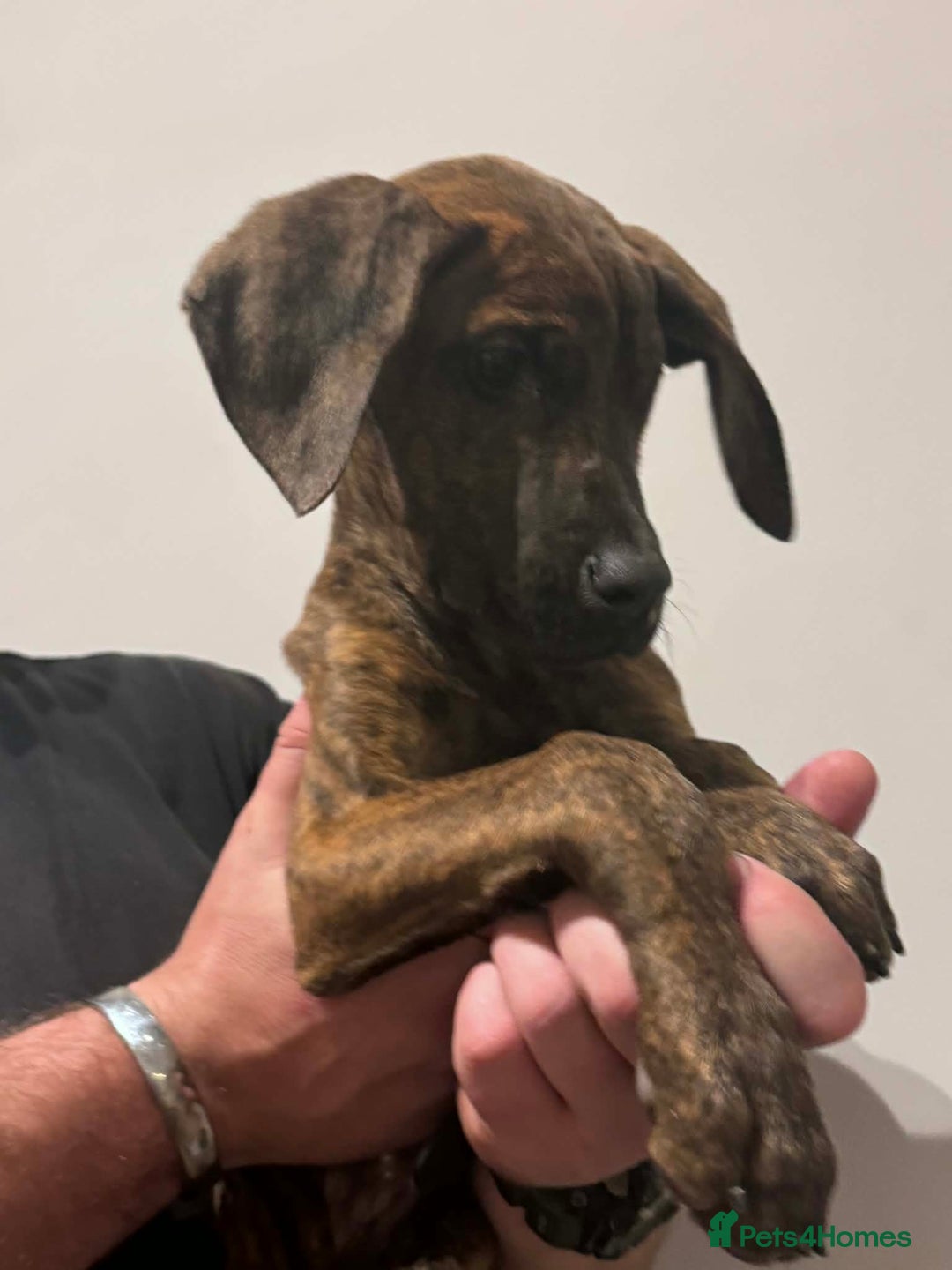 Mixed Breed dogs for sale: Beautiful Dobermann  ** tiff Pups - Advert 3