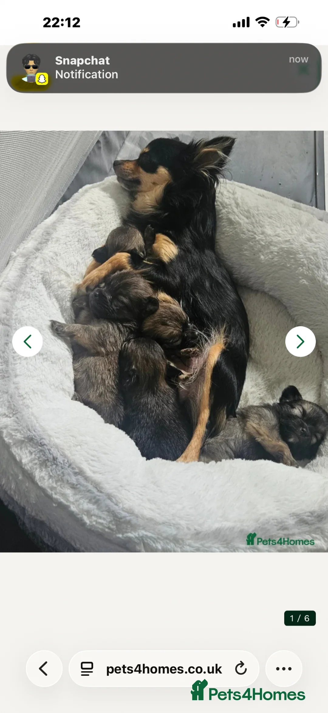 Pomchi dogs for sale: Pomchi girl - Advert 1