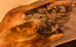 Cockapoo dogs for sale: GORGEOUS F1 MERLE COCKAPOOS HEALTH TESTED PARENTS - Image 10