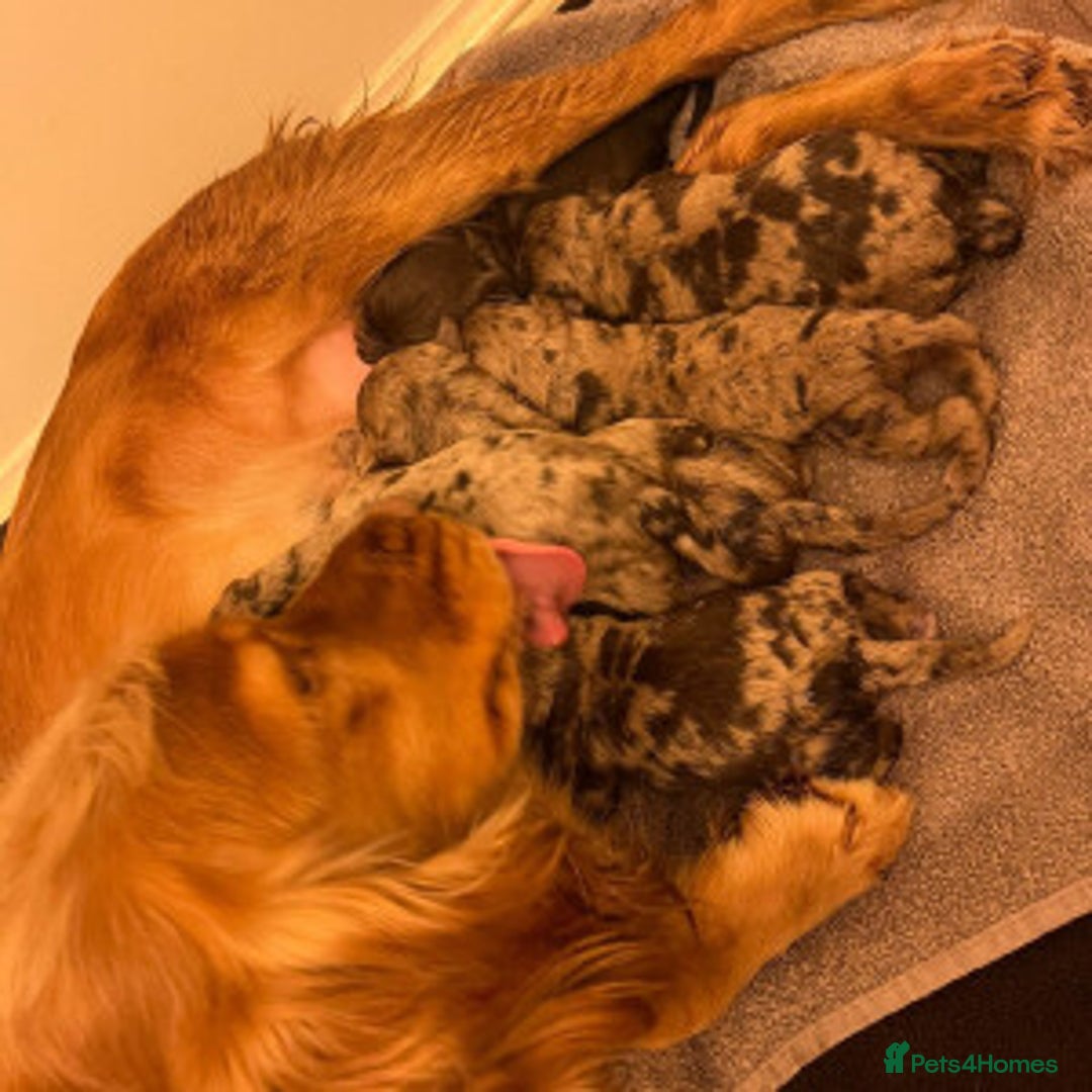 Cockapoo dogs for sale: GORGEOUS F1 MERLE COCKAPOOS HEALTH TESTED PARENTS - Image 10
