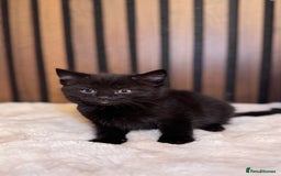 British Shorthair cats for sale: 🎃The Jack Frost Litter–Frost & Pumpkin Whiskers❄️ - Image 34