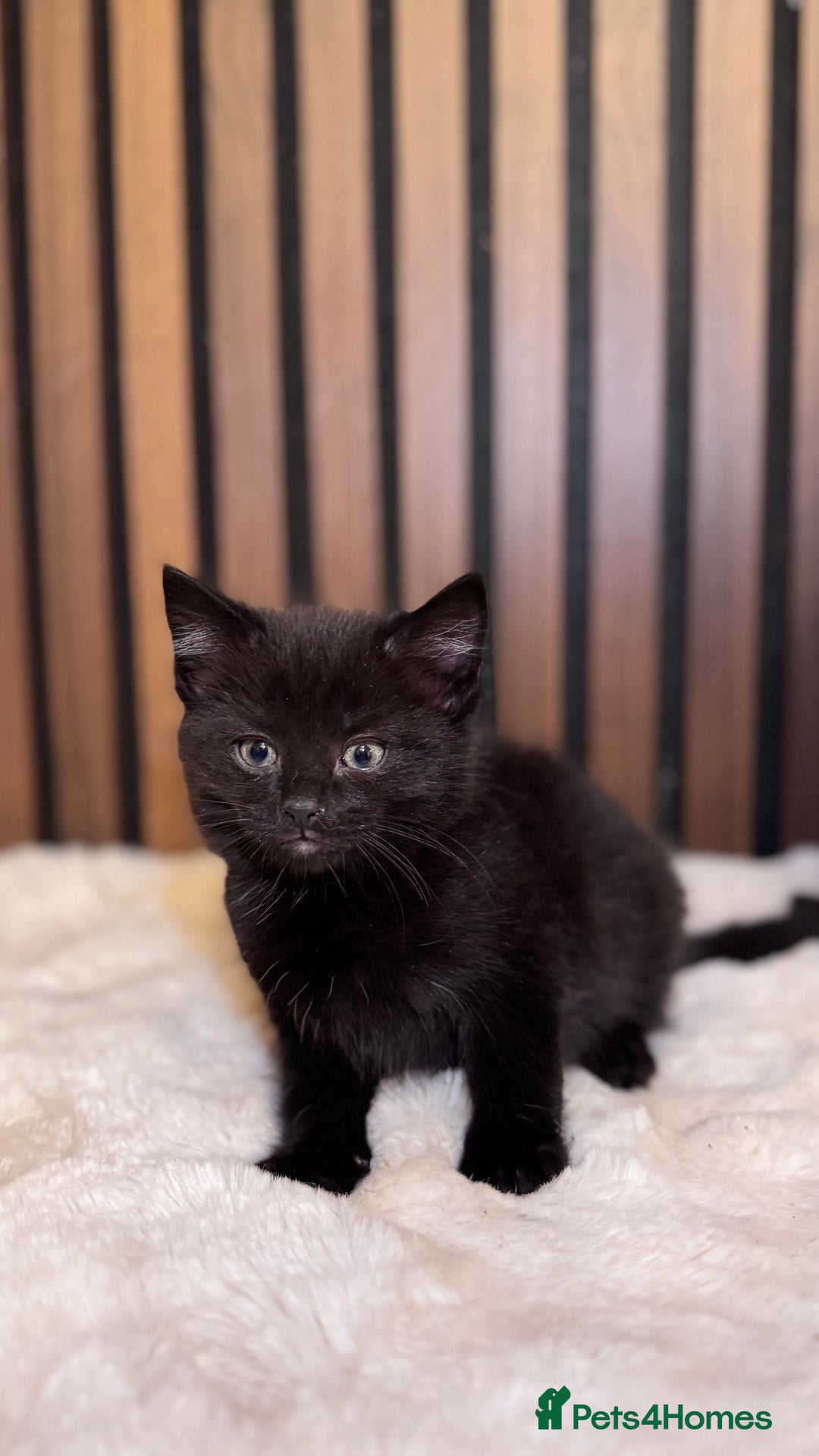 British Shorthair cats for sale: 🎃The Jack Frost Litter–Frost & Pumpkin Whiskers❄️ - Image 34