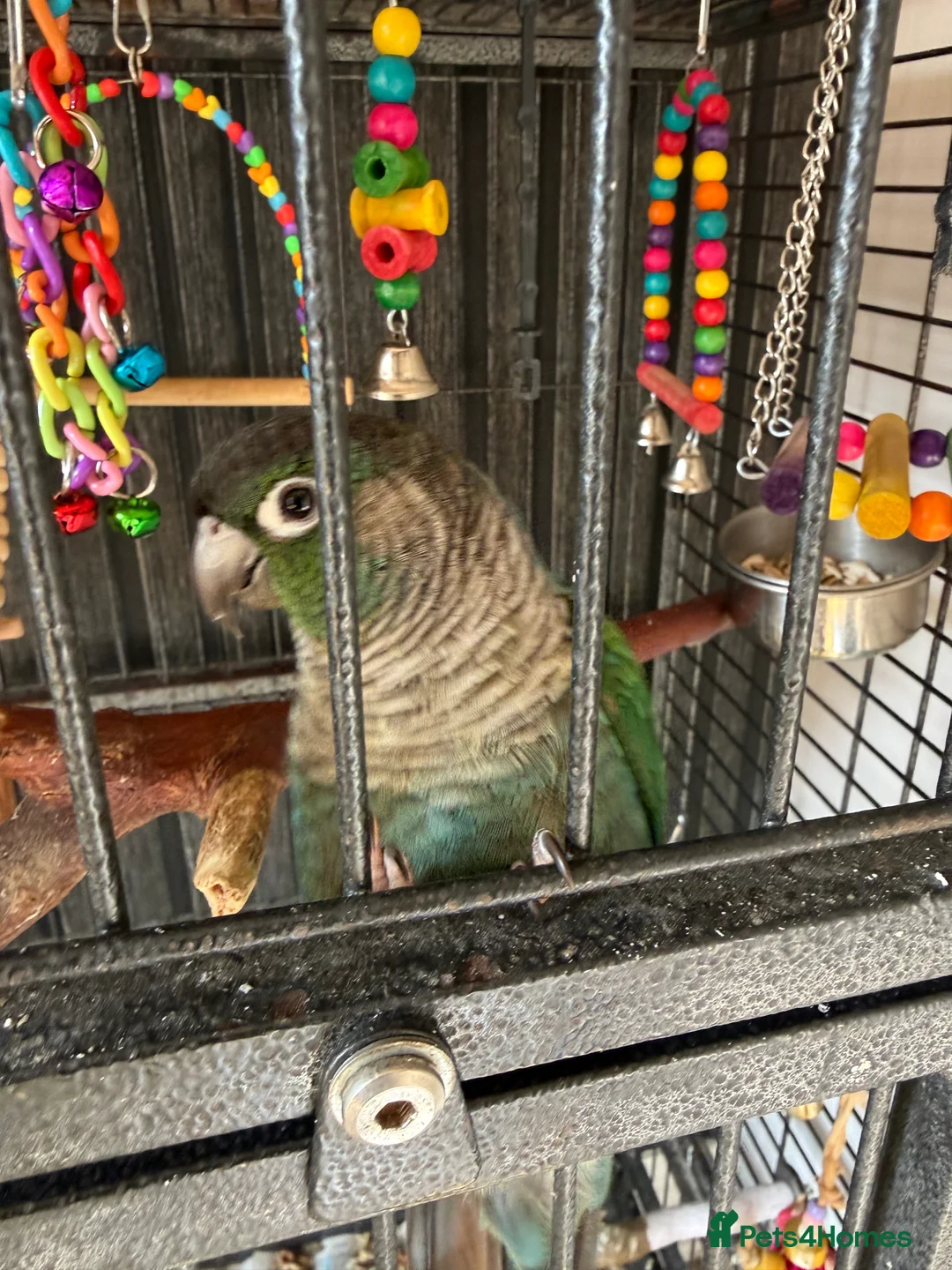 Conures birds for sale: Need to rehome in Hornsea - Advert 2
