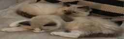 Ragdoll cats for sale: 3x stunning GCCF reg ragdolls remanding.   - Advert 7
