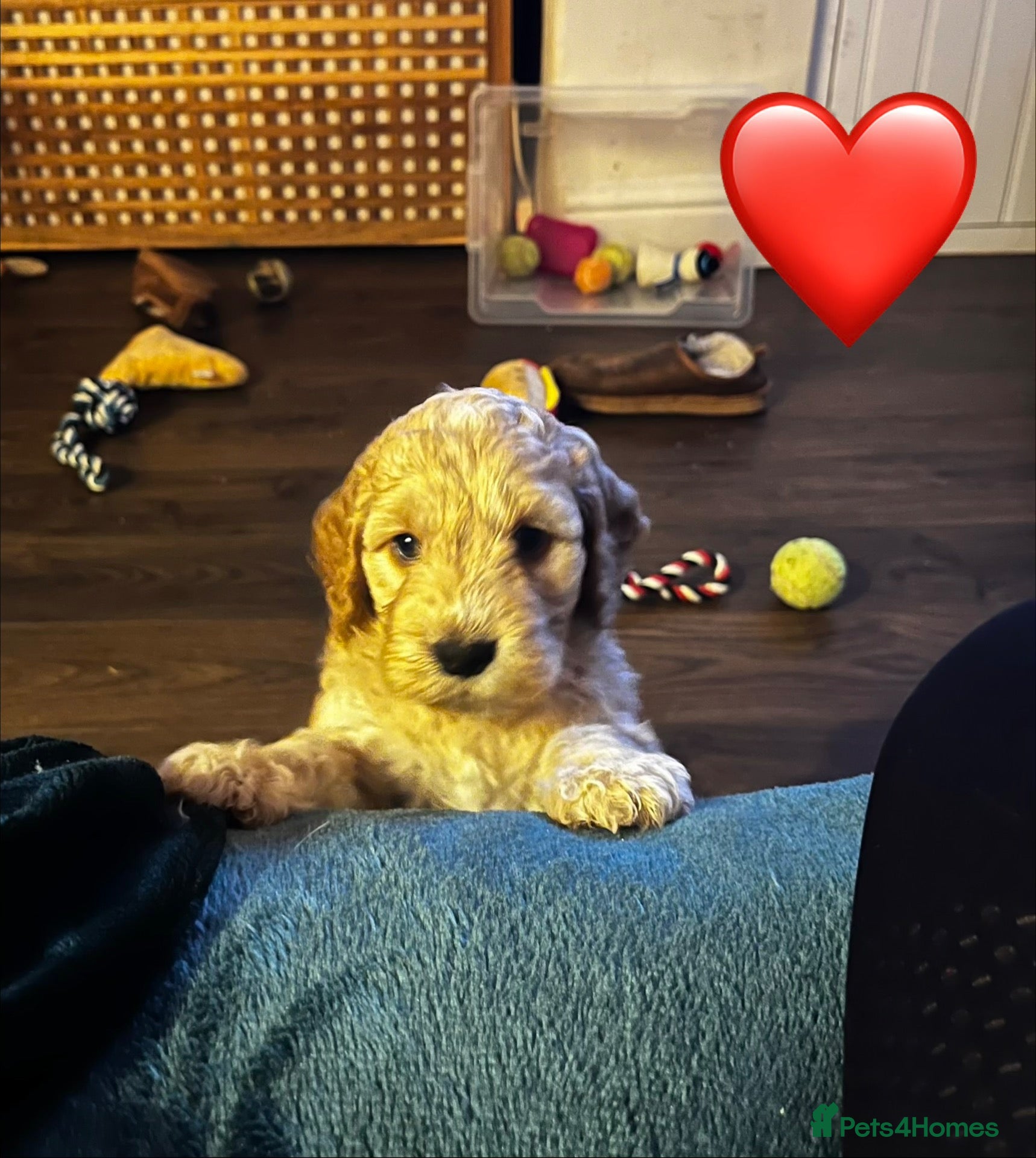 Cockapoo dogs 2 female red & apricot miniature Cockapoos - Advert 1