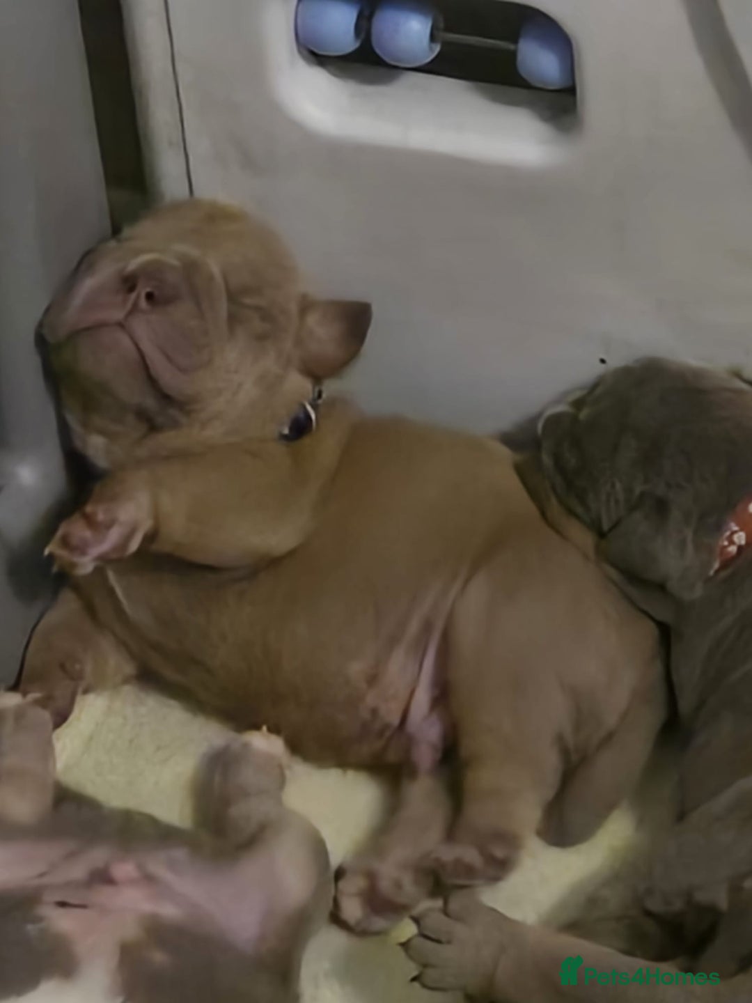 English Bulldog dogs for sale: new english bull dog - Image 2