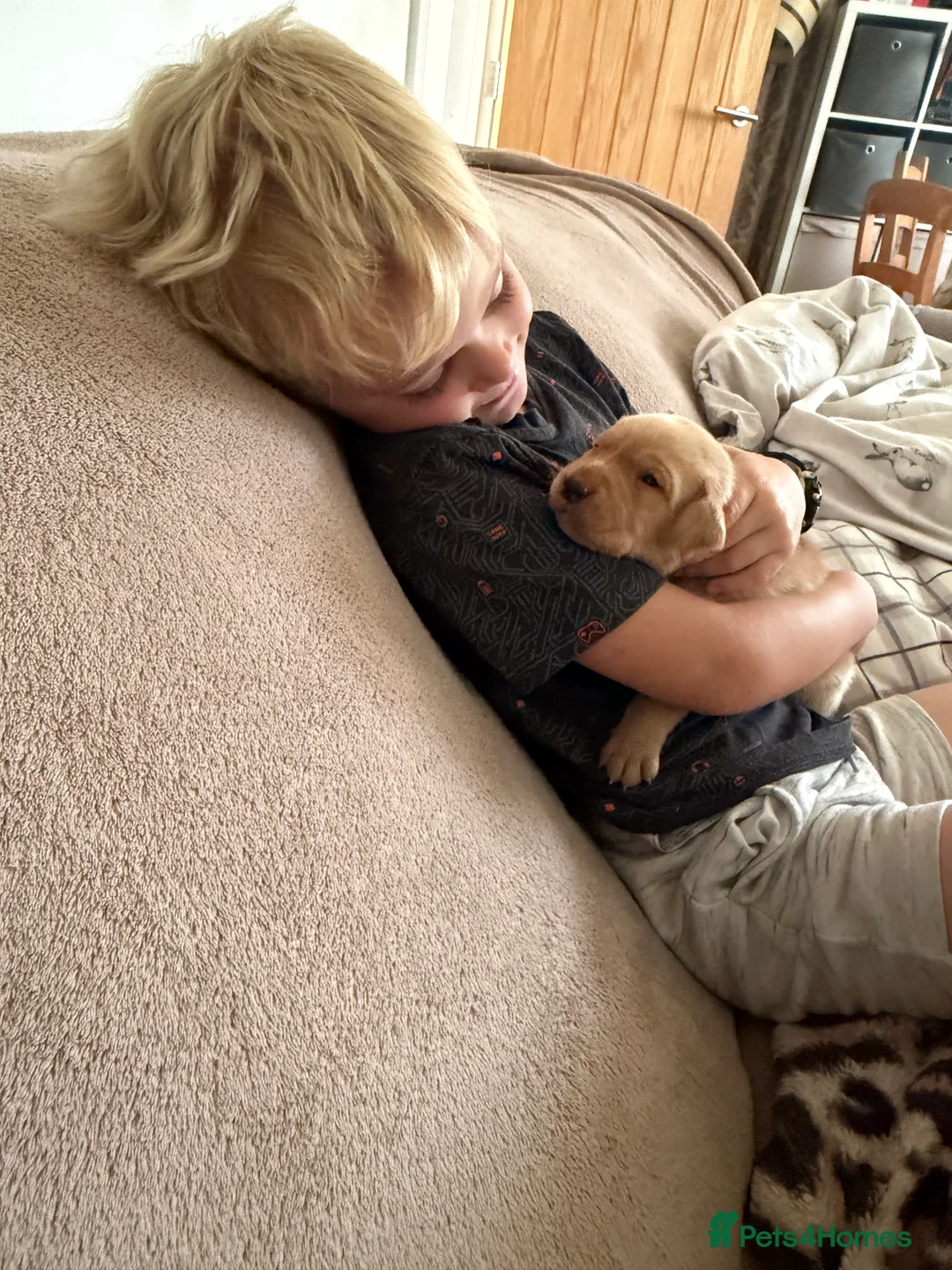 Labrador Retriever dogs for sale: Beautiful fox red BOY available  in Worcester - Advert 2