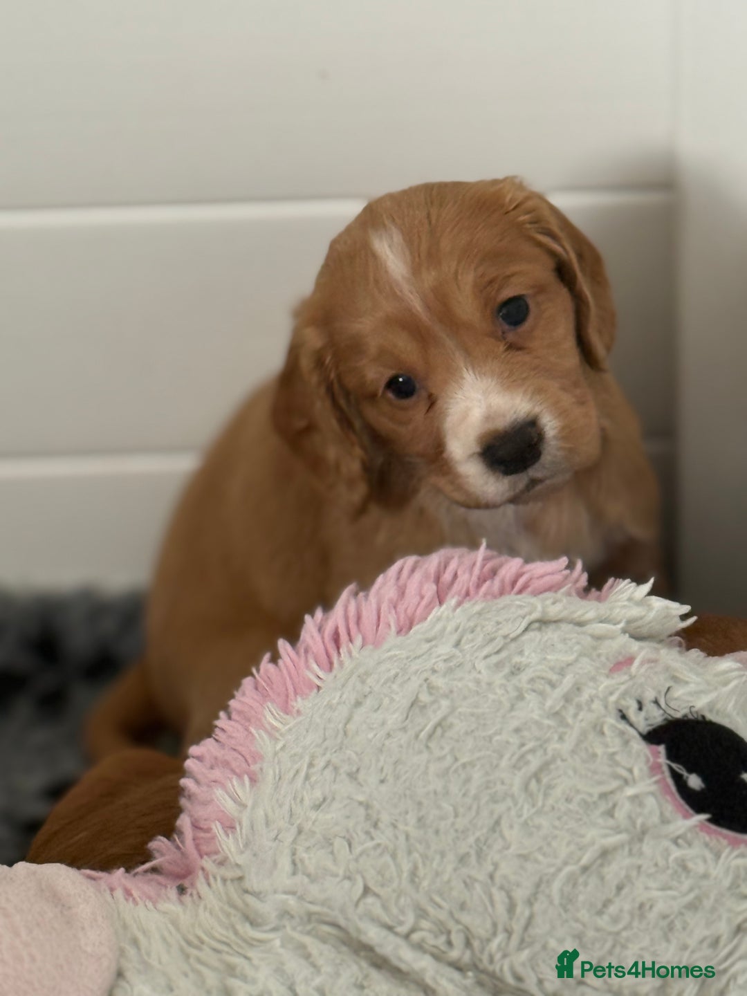 Cocker Spaniel dogs for sale: Stunning KC Working Cocker Spaniel Puppies - Image 15