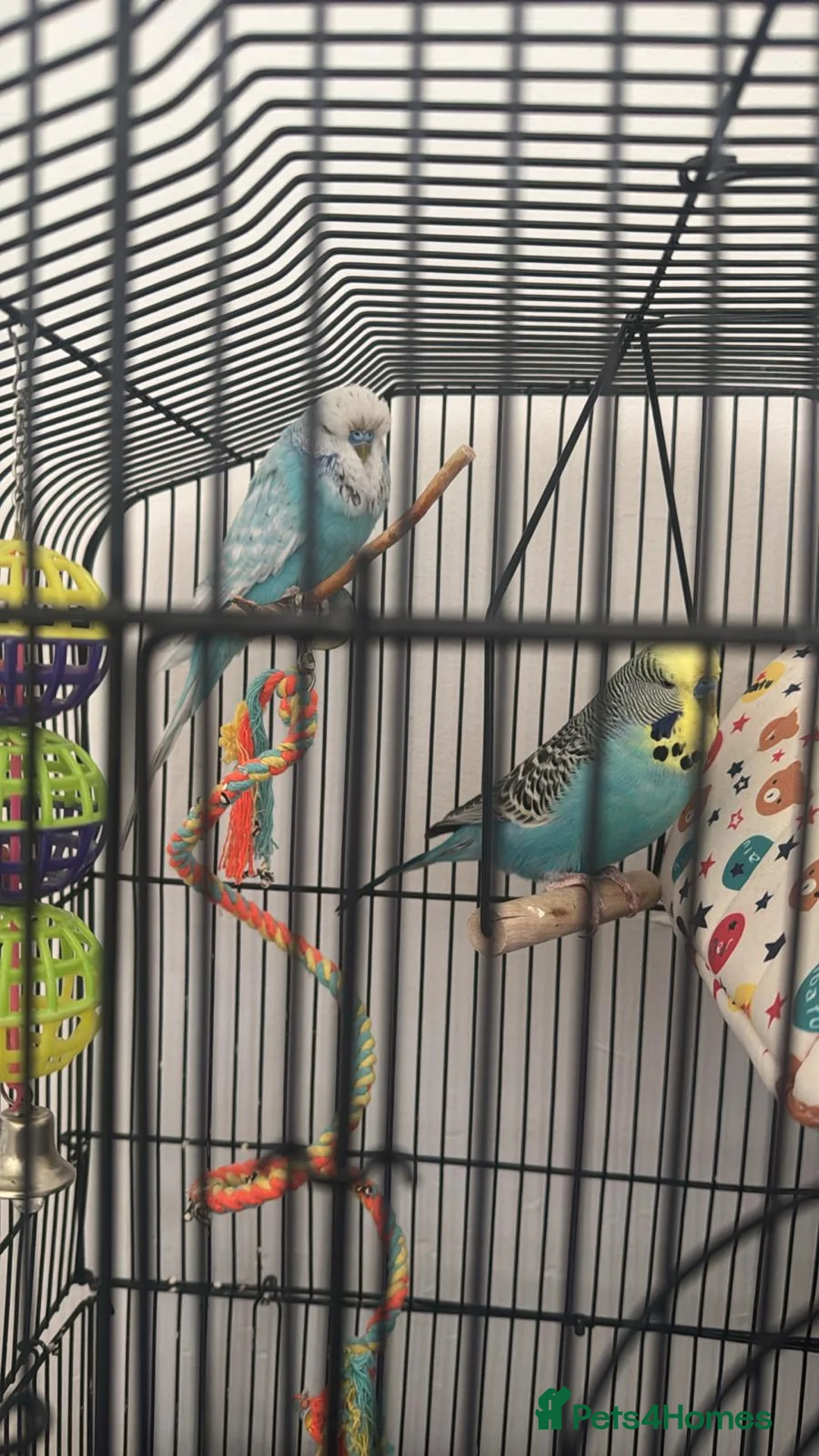 Budgerigars birds for sale: Baby budgies  in Worcester - Advert 1