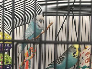Budgerigars birds Baby budgies - Advert 9