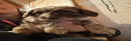 Sproodle dogs for sale: Chocolate Merle Sproodles - Advert 21