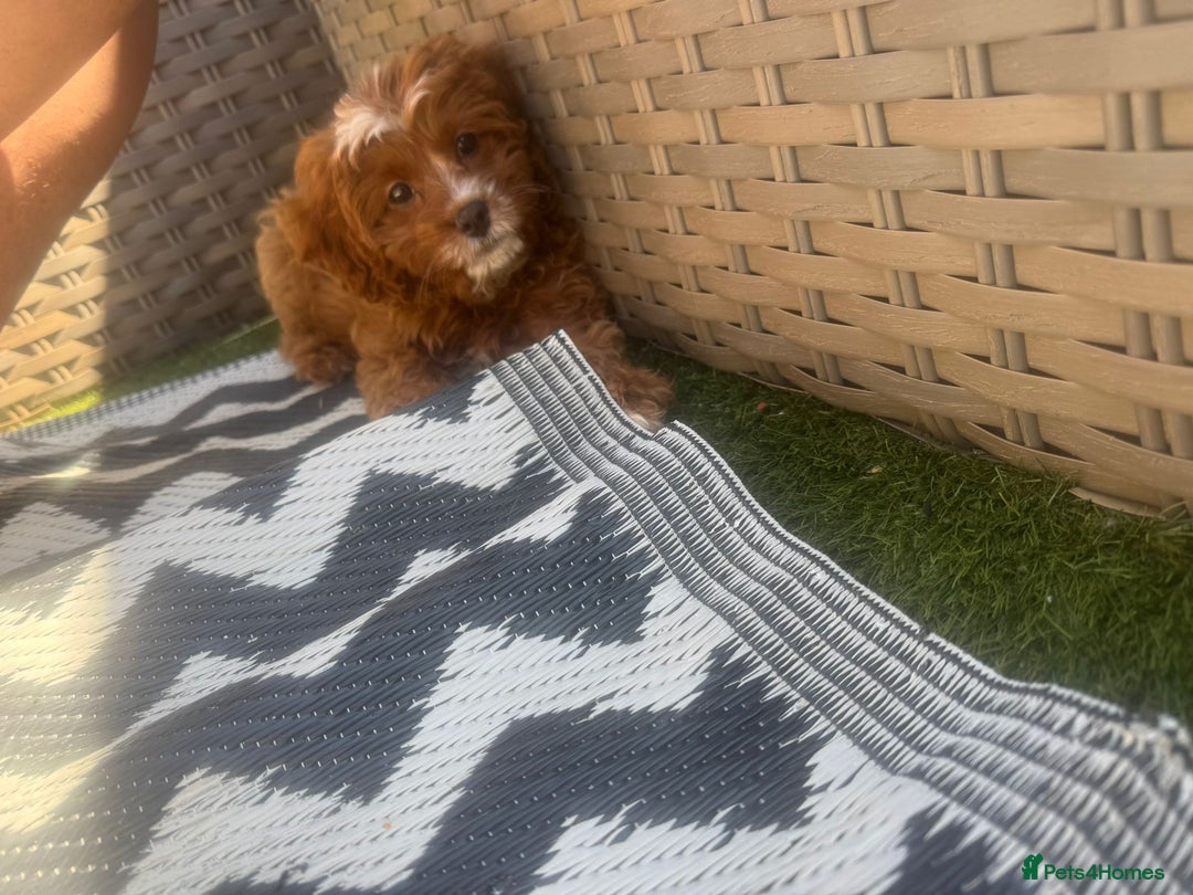 Cavapoo dogs for sale: Beautiful female cava poo - Image 4