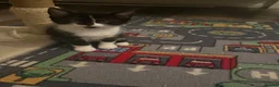 British Shorthair cats for sale: British shorthair mixed kittens looking for homes - Advert 7