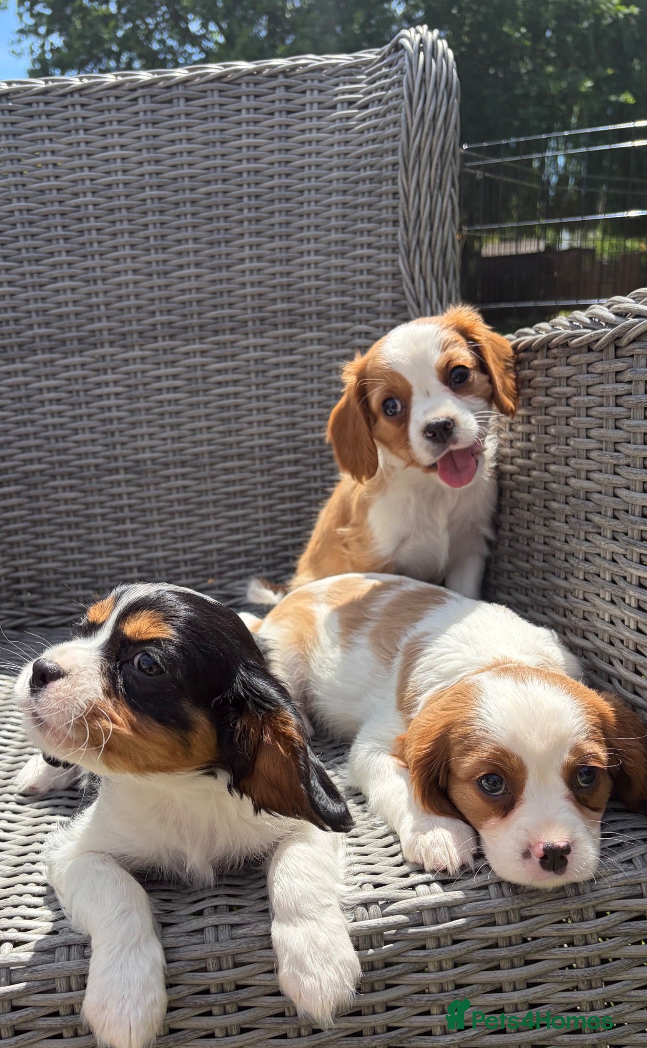 Cavalier King Charles Spaniel dogs Stunning Cavalier King Charles puppies  - Advert 2