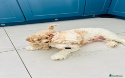 Cavapoochon dogs for sale: 6 beautiful Cavapoochons for sale. Wilmslow. - Image 4