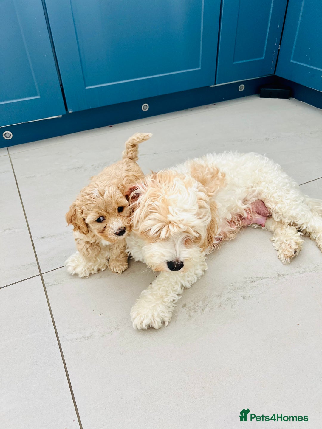 Cavapoochon dogs for sale: 6 beautiful Cavapoochons for sale. Wilmslow. - Image 4
