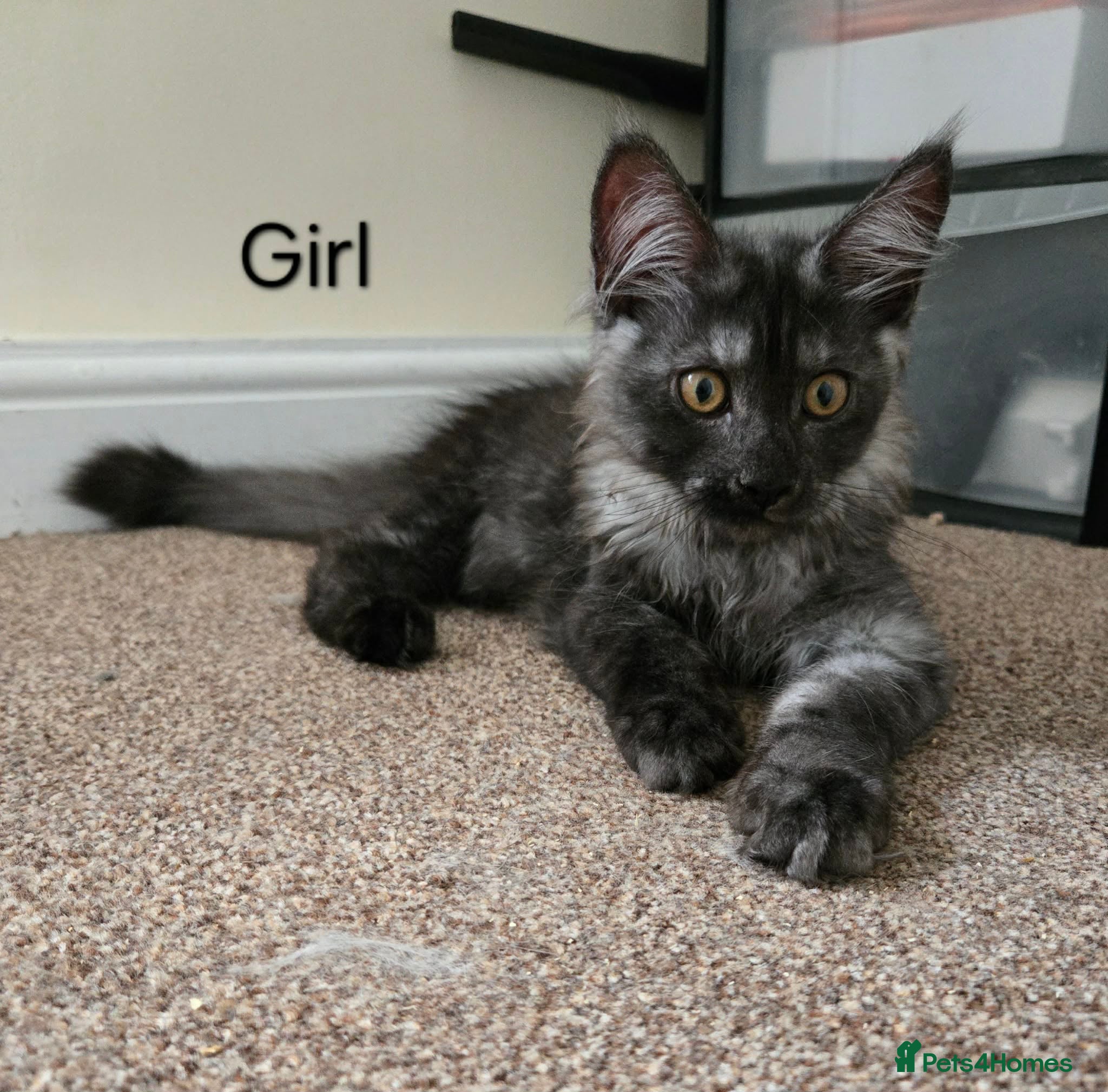 Maine Coon cats 2 Beloved Maine Coon girl. - Advert 1