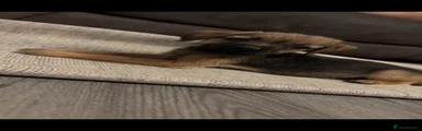 Border Terrier 4