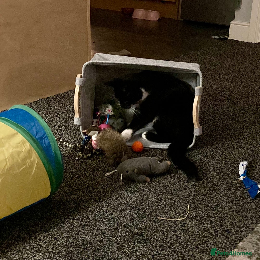 Domestic Shorthair cats for sale: Playful Male Black & White - Advert 6