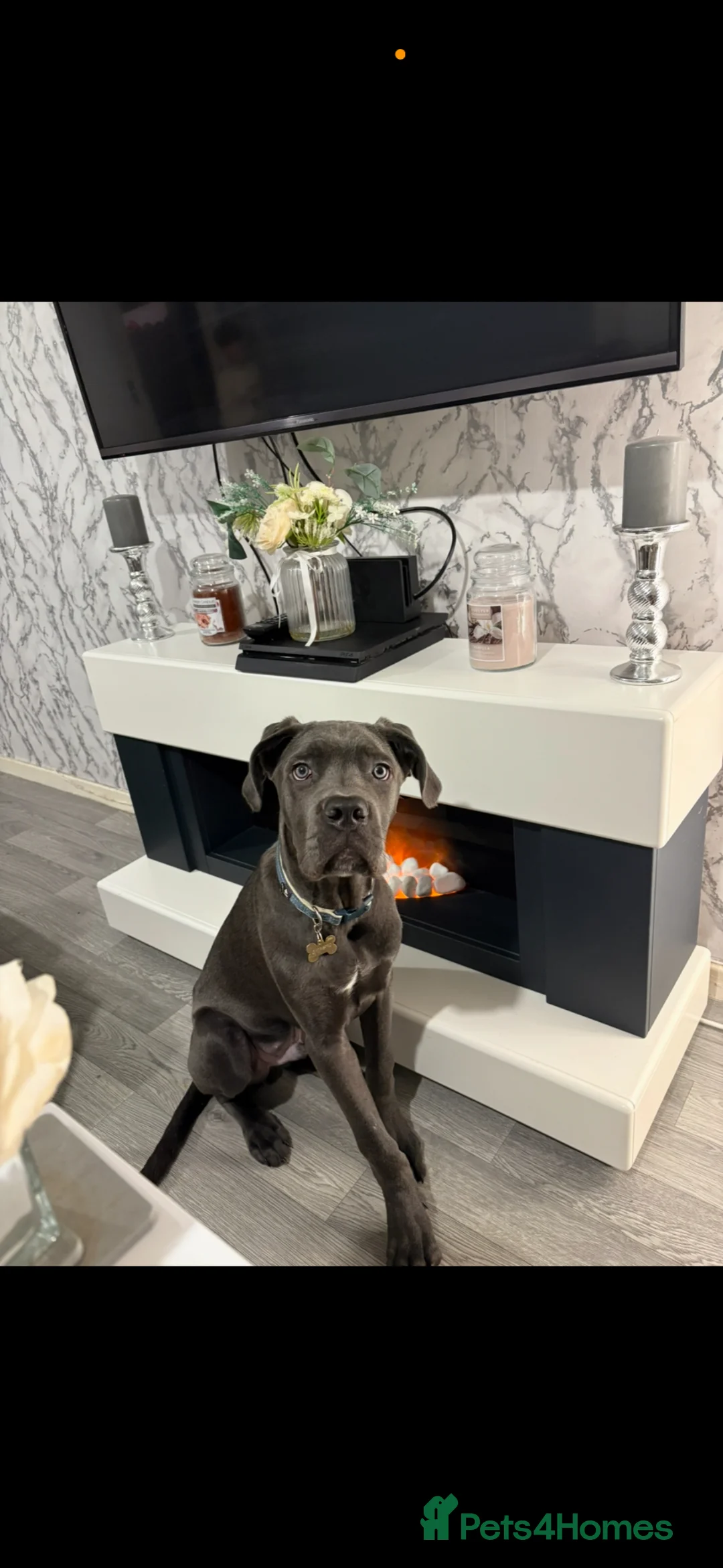 Cane Corso dogs for sale: Blue cane corso male Puppy  in Birmingham - Advert 5
