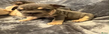 French Bulldog 5