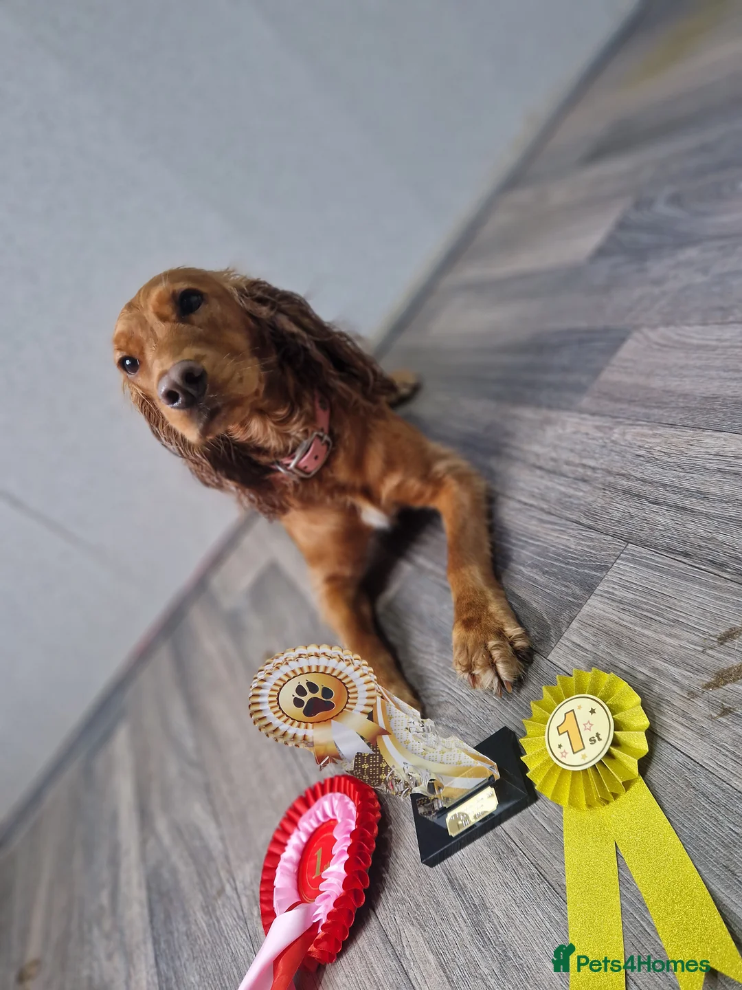 Cocker Spaniel dogs for sale: Cocker spaniel puppies for sale  - Advert 9