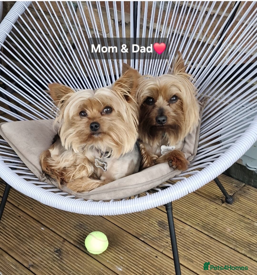 Yorkshire Terrier dogs for sale: Yorkshire terrier puppies for sale - Advert 11