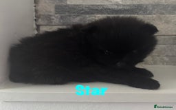 Pomeranian dogs for sale: 6 Pomeranian cherubs - Image 8