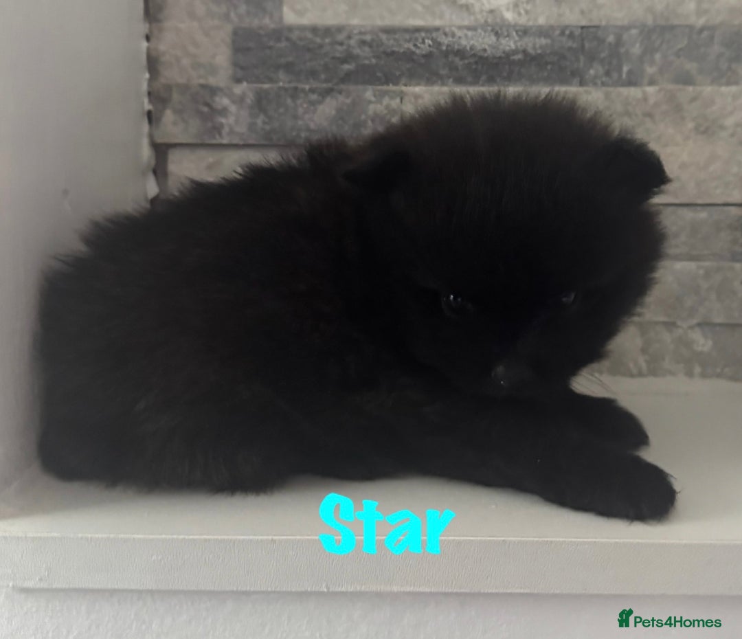 Pomeranian dogs for sale: 6 Pomeranian cherubs - Image 8