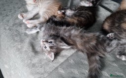 Maine Coon cats for sale: Stunning Maine Coon kittens - Image 11